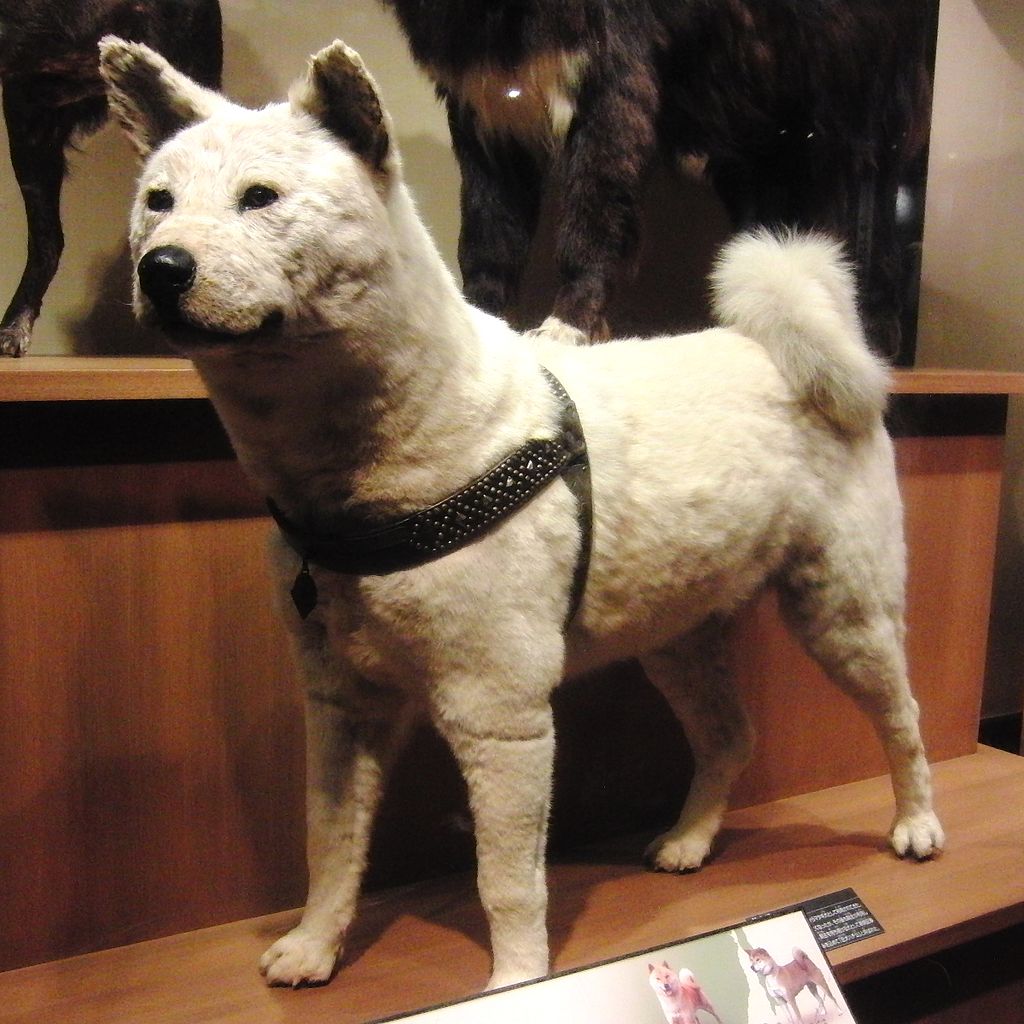 hachiko dog japan