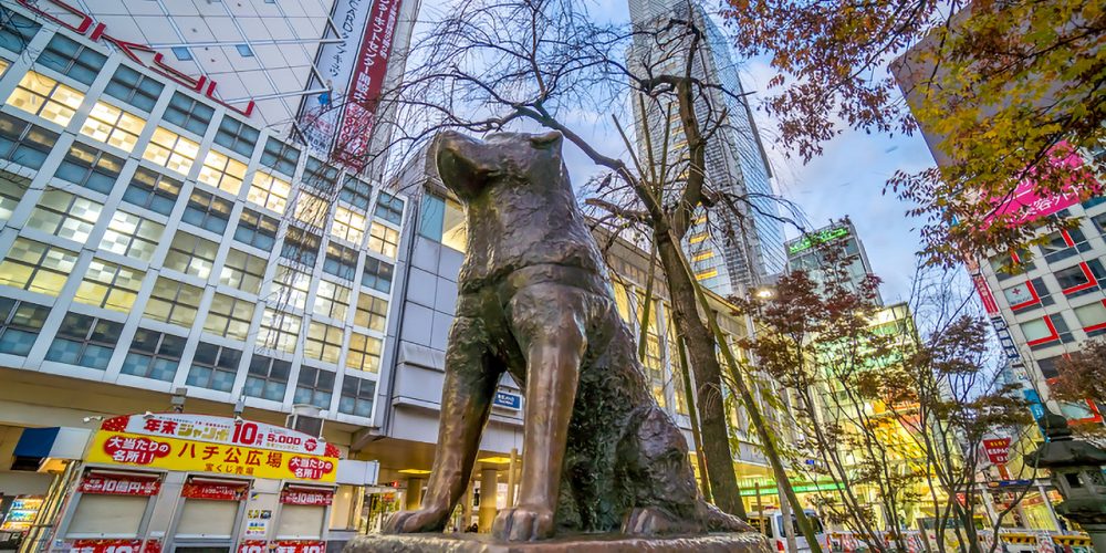 hachiko dog japan