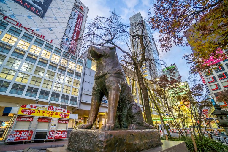 stuffed hachiko