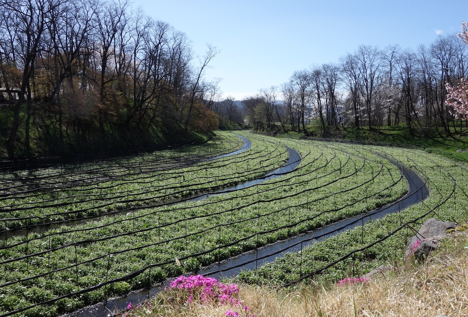 Daio Wasabi Farm