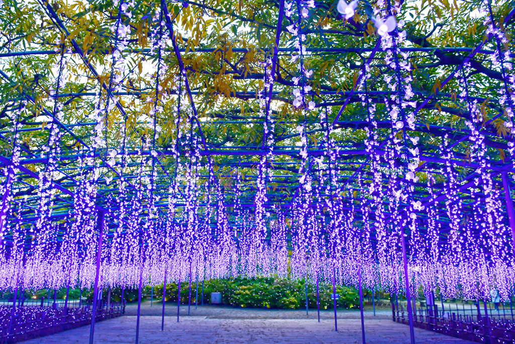 Ashikaga Flower Park, Tochigi, Japan