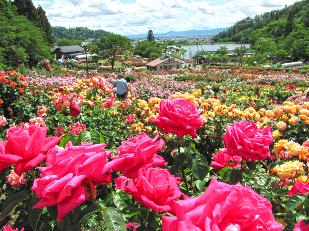 Higashizawa Rose Park