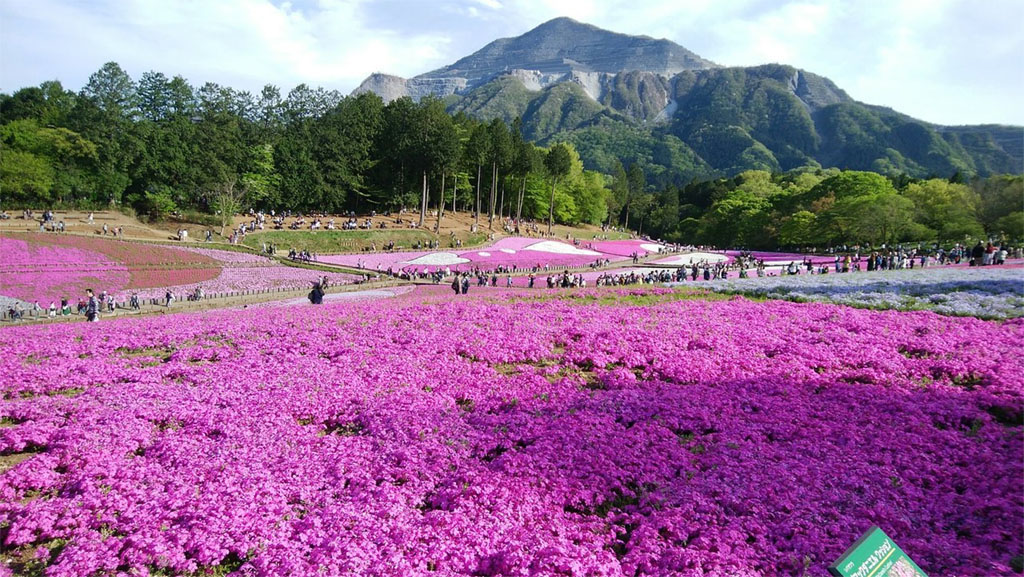 Hitsujiyama Park Moss Pink