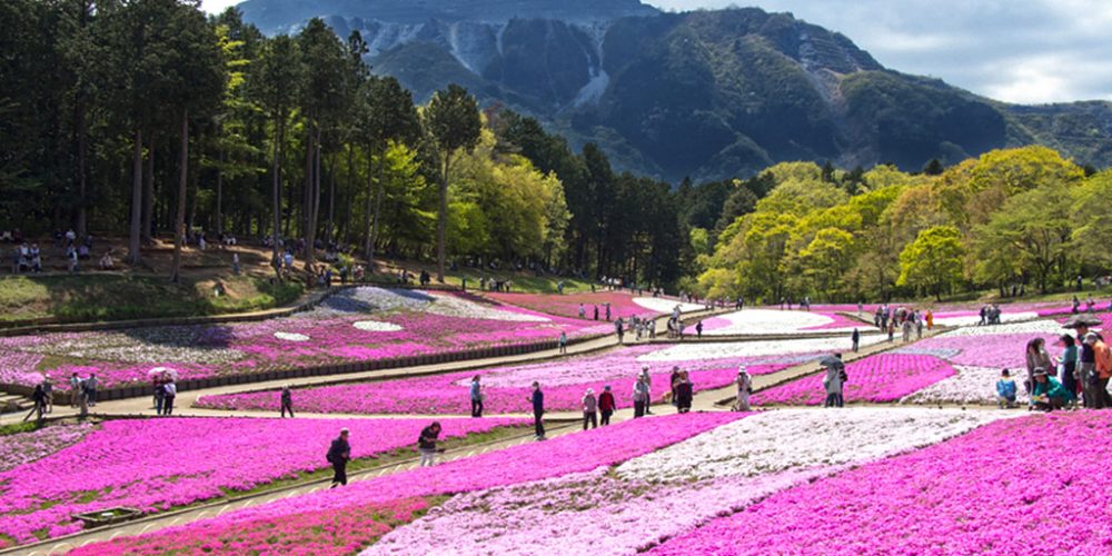 Top Flower Parks Not to Miss in Japan