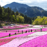 Top Flower Parks Not to Miss in Japan