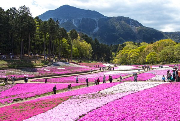 Top Flower Parks Not to Miss in Japan