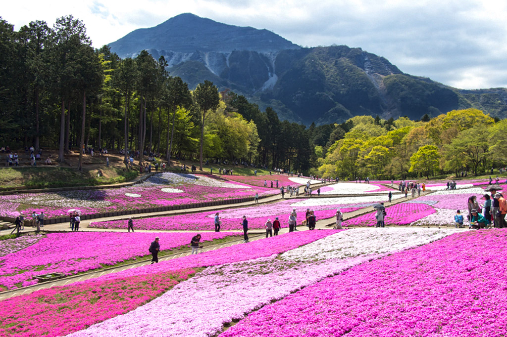 Top Flower Parks Not to Miss in Japan 