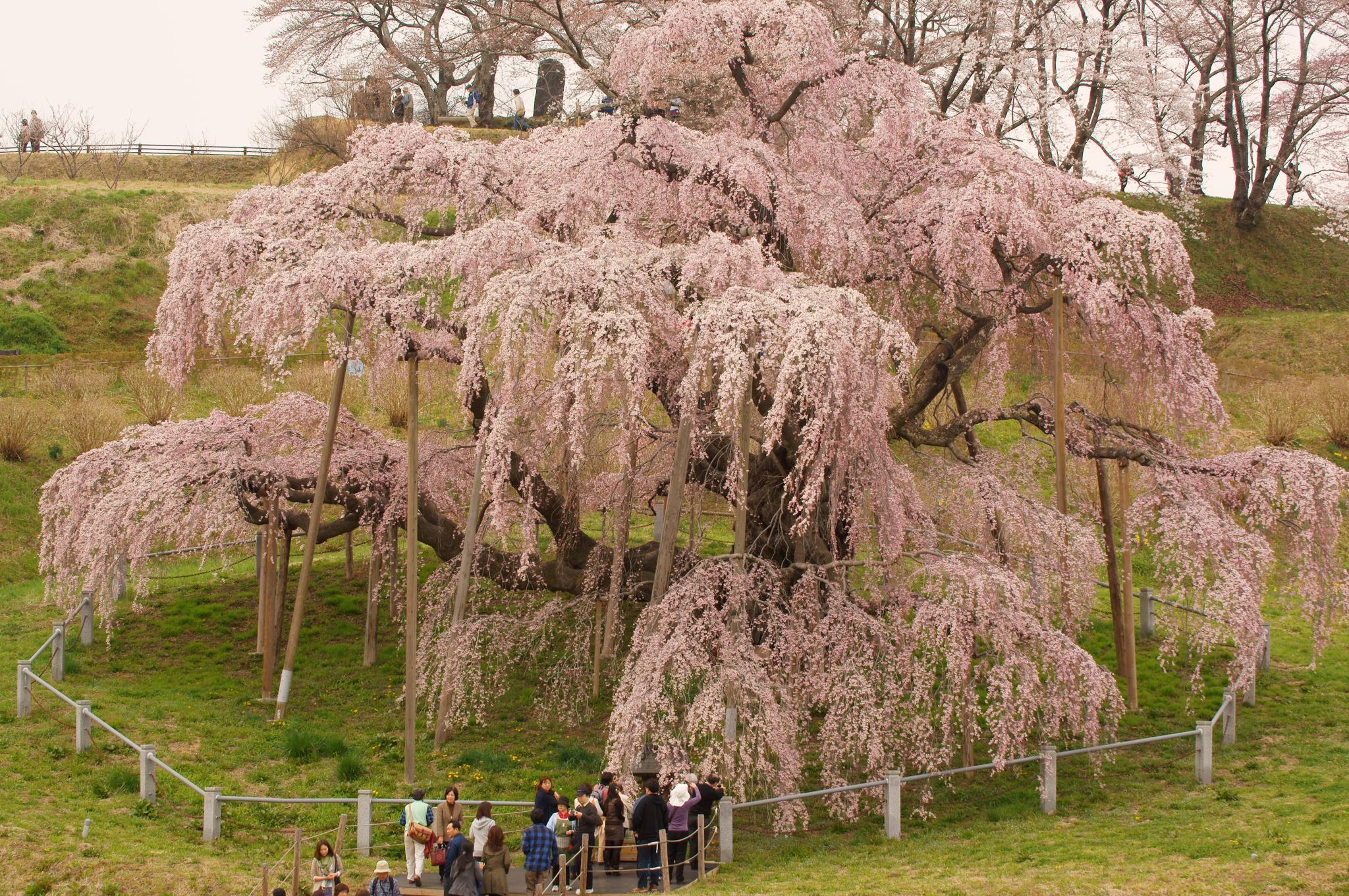 Miharu Takizakura cherry blossom