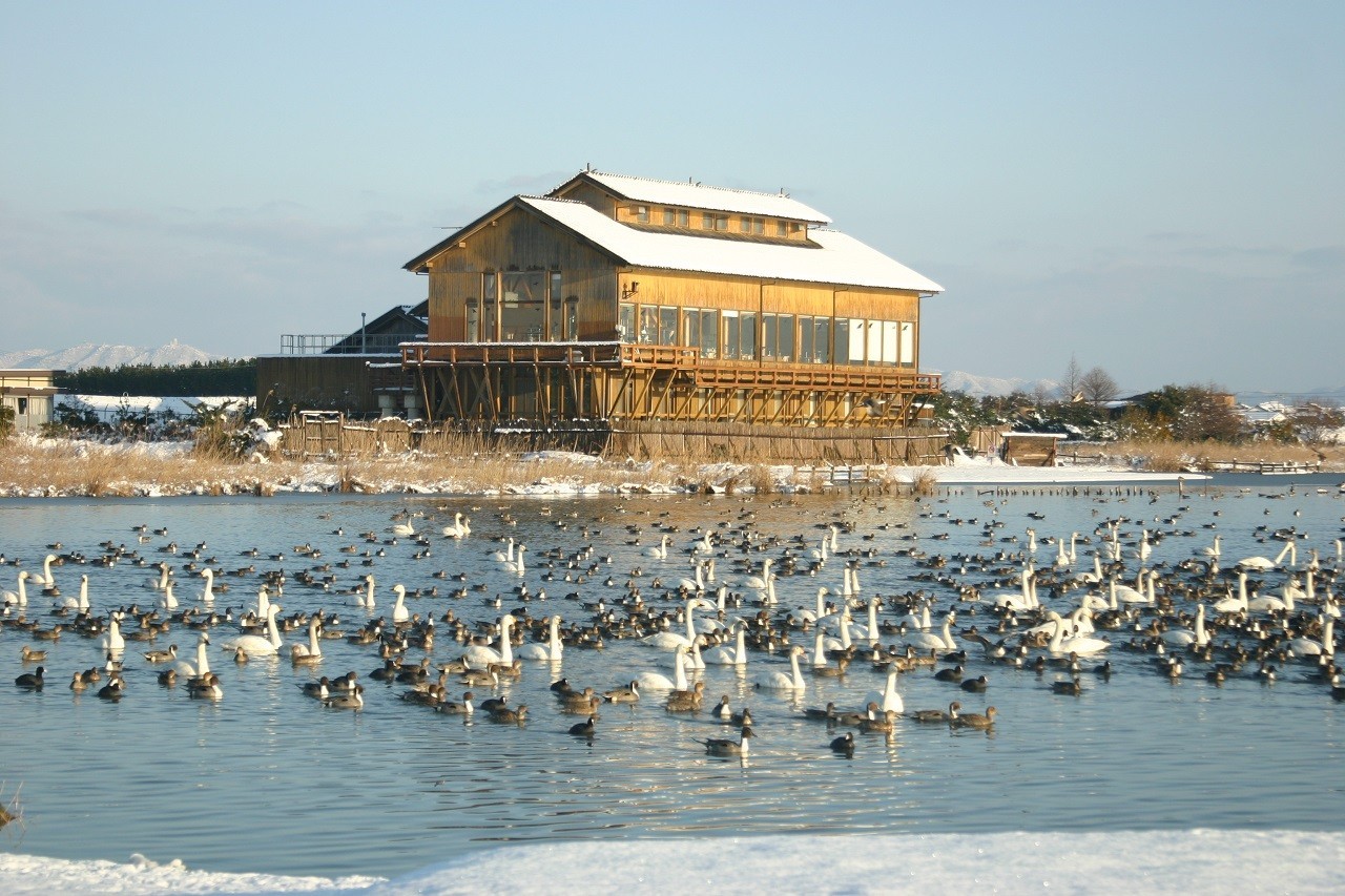 Yonago Waterbirds Sanctuary