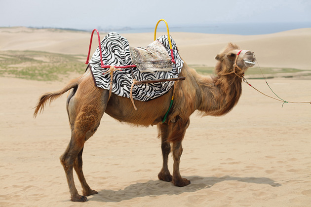 tottori sand dunes camel