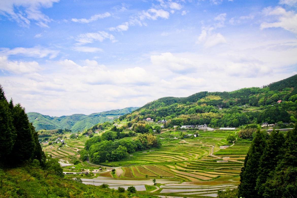 japanese terrace rice field